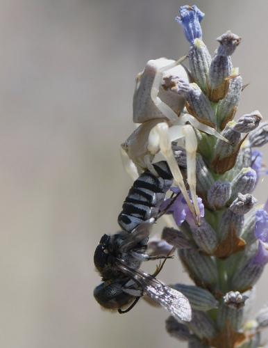 Coelioxys argentea